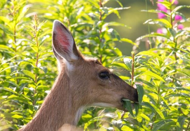 deer eating flowers