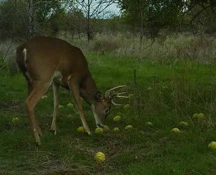 deer eating hedge apples