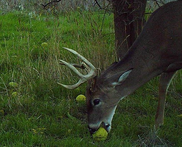 deer eating osage orange