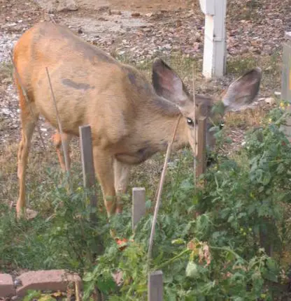 deer eating pepper plant