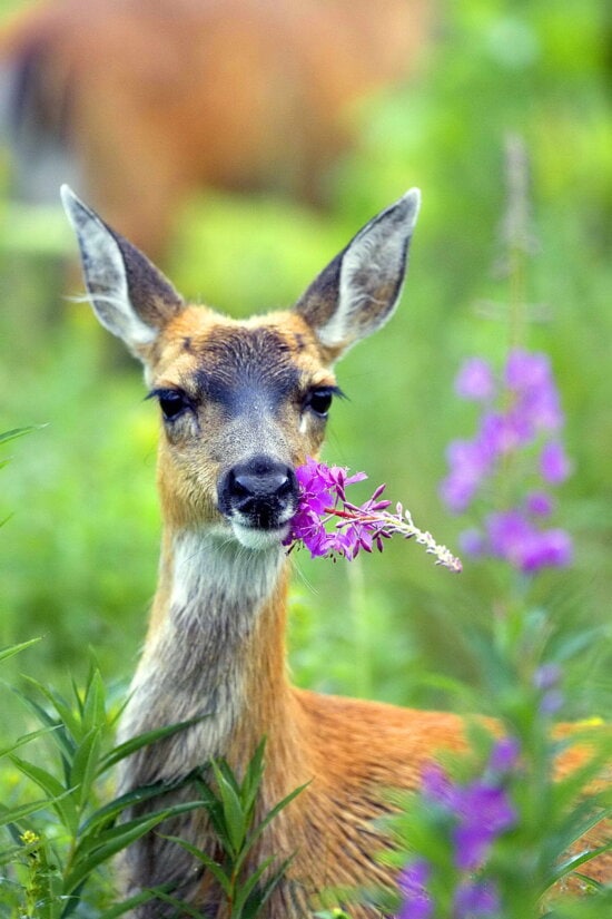 deer eating sweet peas