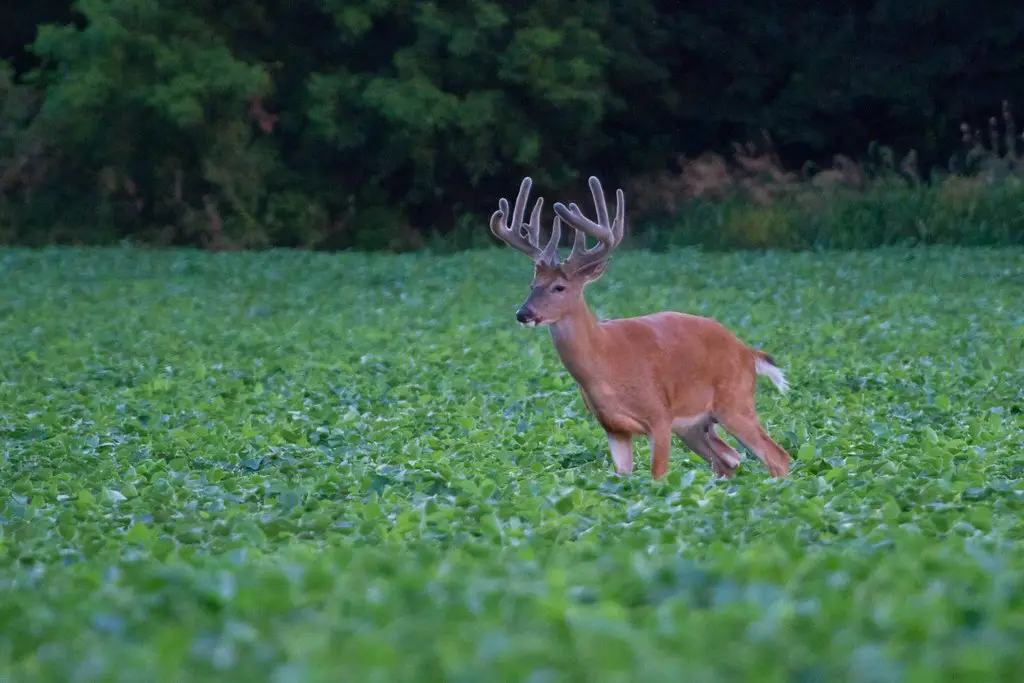 deer in lettuce field