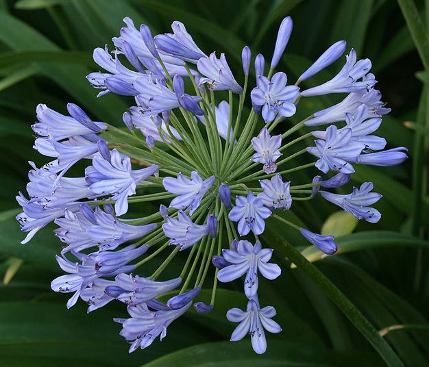 do deer eat agapanthus