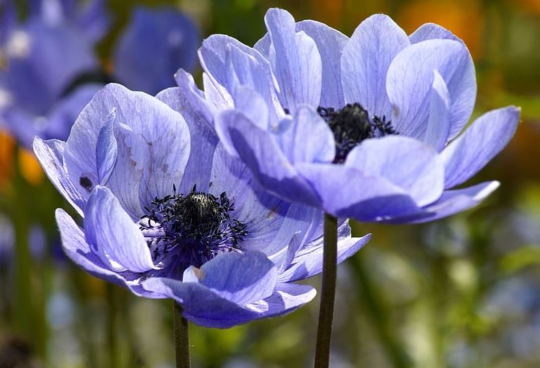 do deer eat anemone plants