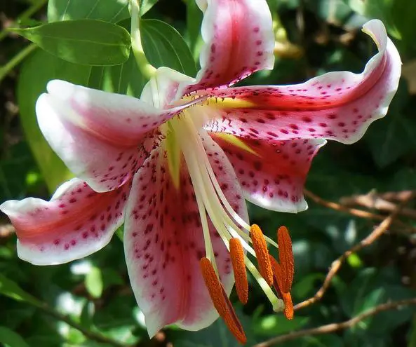 do deer eat asiatic lily