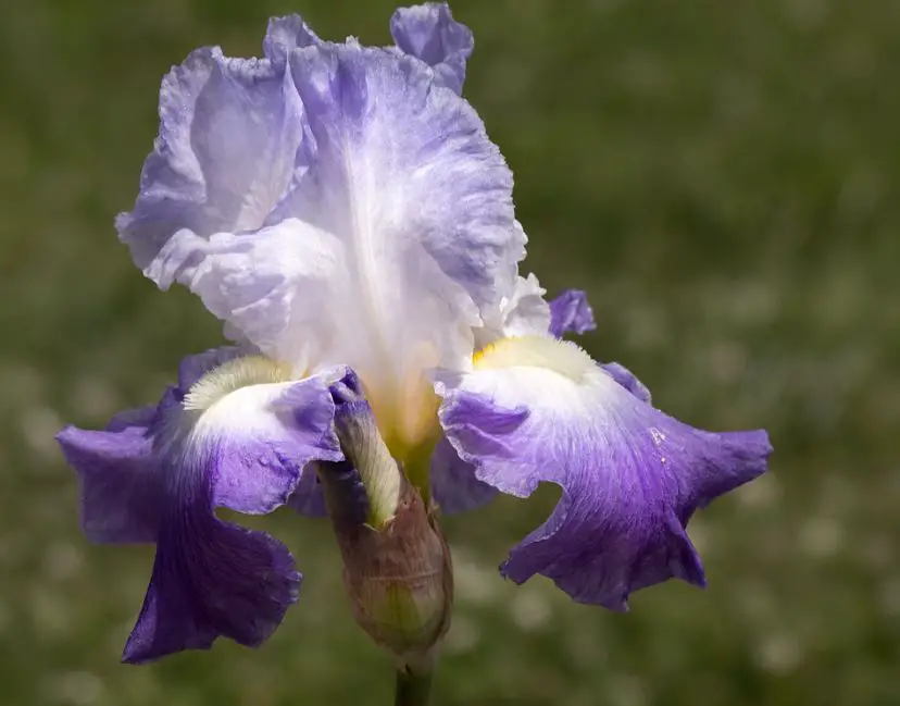 do deer eat bearded iris plants