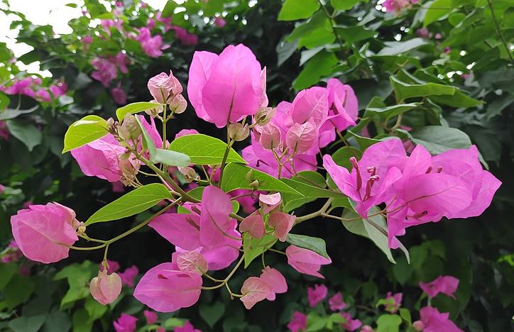 do deer eat bougainvillea plants