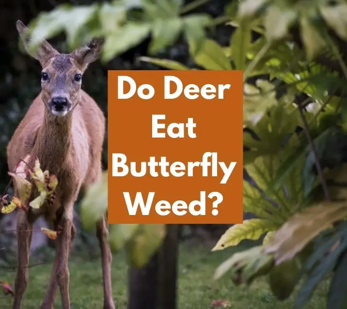 do deer eat butterfly weed
