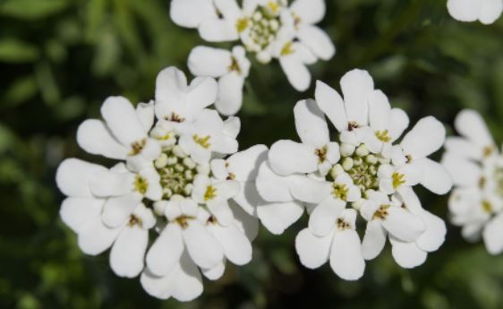 do deer eat candytuft plants