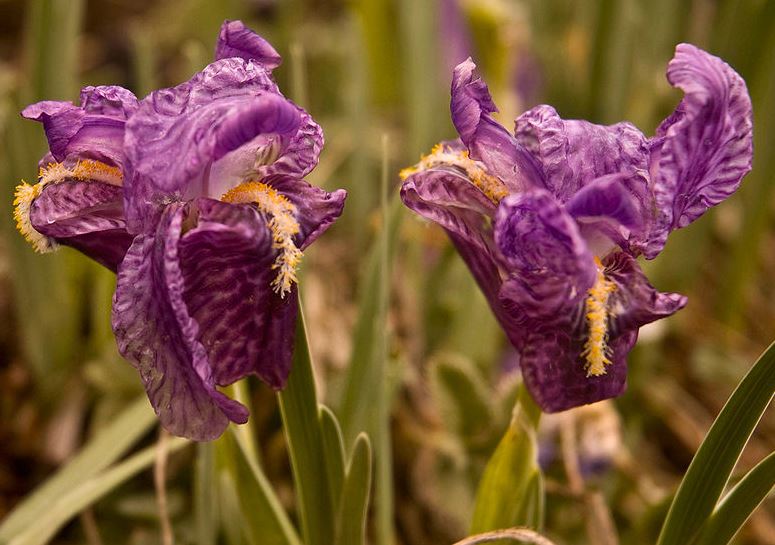 do deer eat iris plants