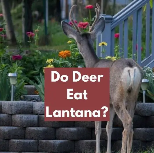 do deer eat lantana