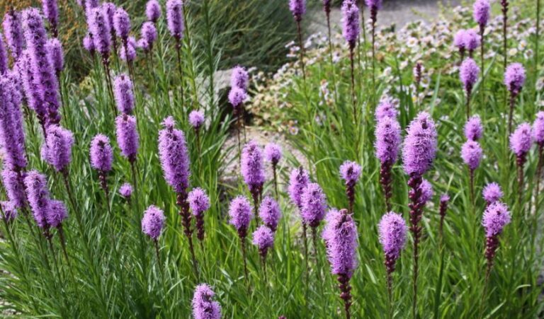 Do Deer Eat Liatris (Blazing Star)?