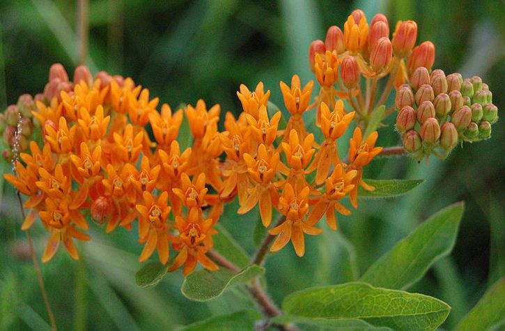 do deer eat orange butterfly weed