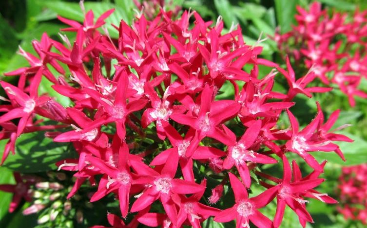 do deer eat pentas plants