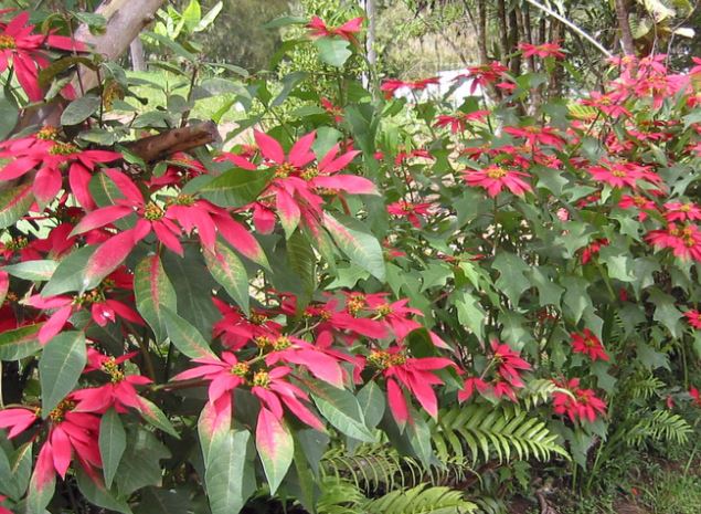 do deer eat poinsettia plants