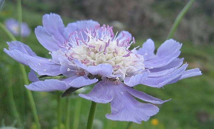 do deer eat scabiosa