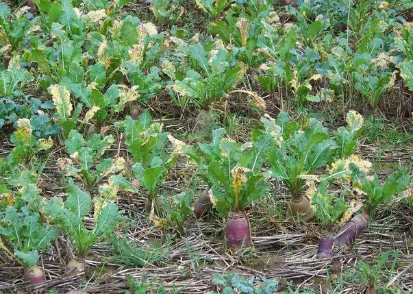 field turnips for deer