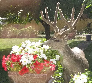 how to keep deer away from flowers