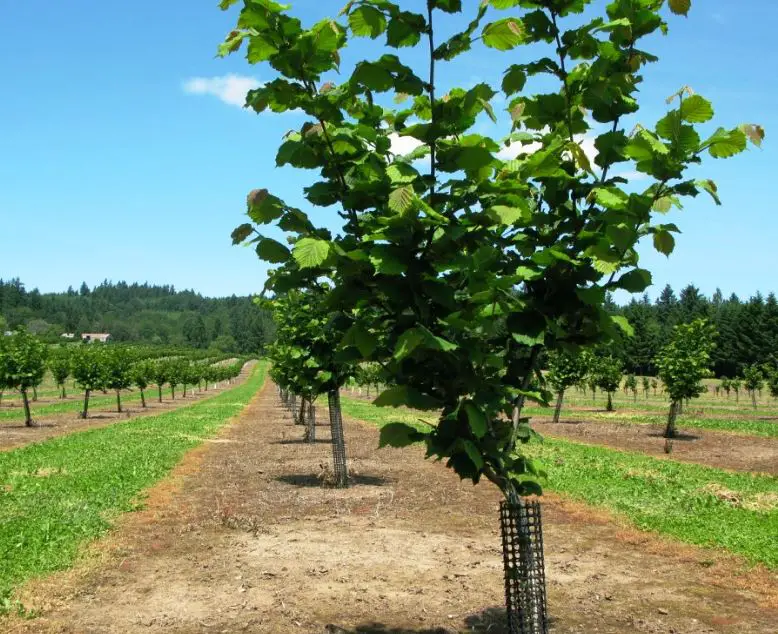 how to protect hazelnut trees from deer