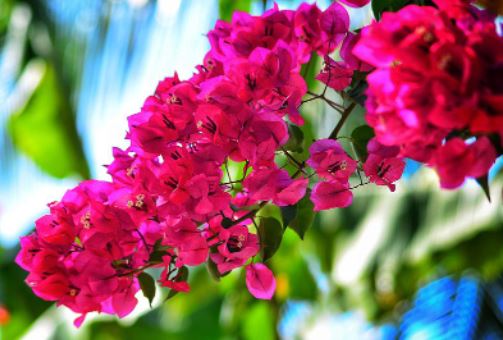 is bougainvillea deer resistant