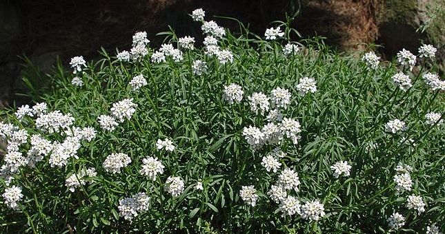 is candytuft deer resistant