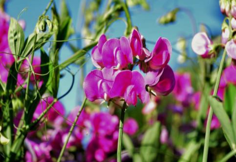 keep deer away from sweet peas