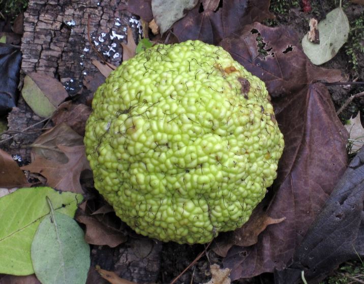 osage orange