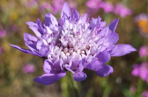 pincushion flower deer resistant