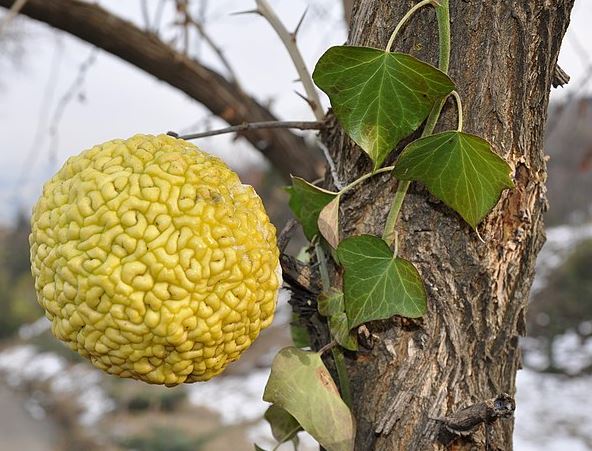 when do deer eat osage oranges