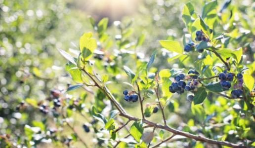 will blueberry bushes grow back after being eaten by deer