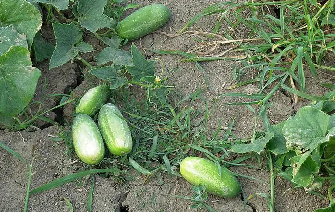 will cucumbers grow back after deer eat them