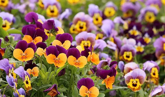 Do Deer Eat Pansies? 12 Quick & Easy Ways To Stop Them