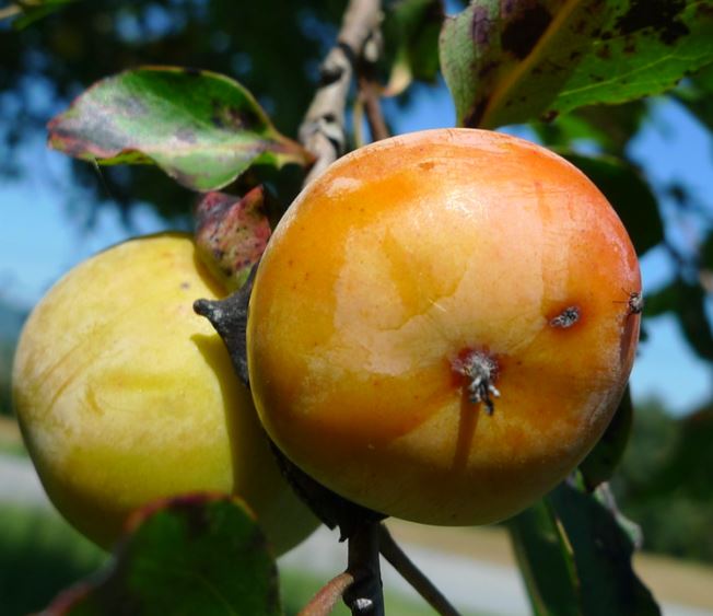 will deer eat persimmons