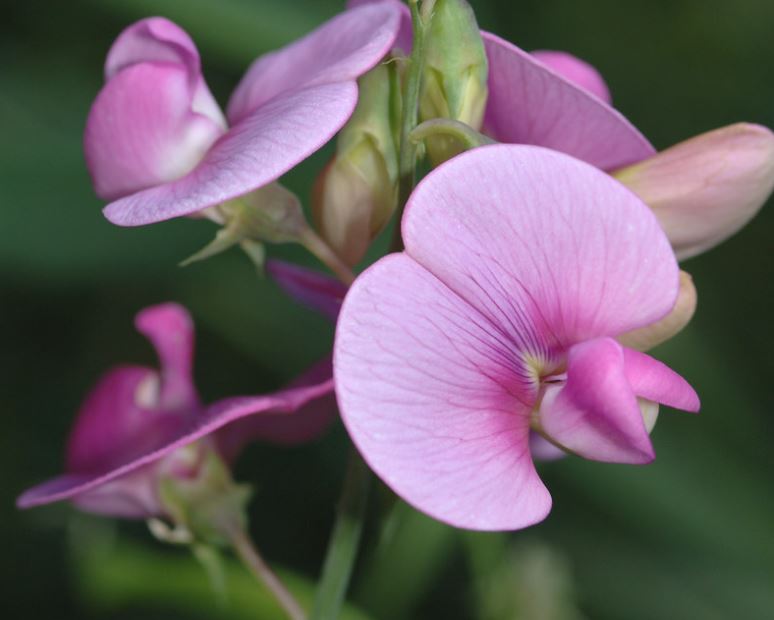 will deer eat sweet peas