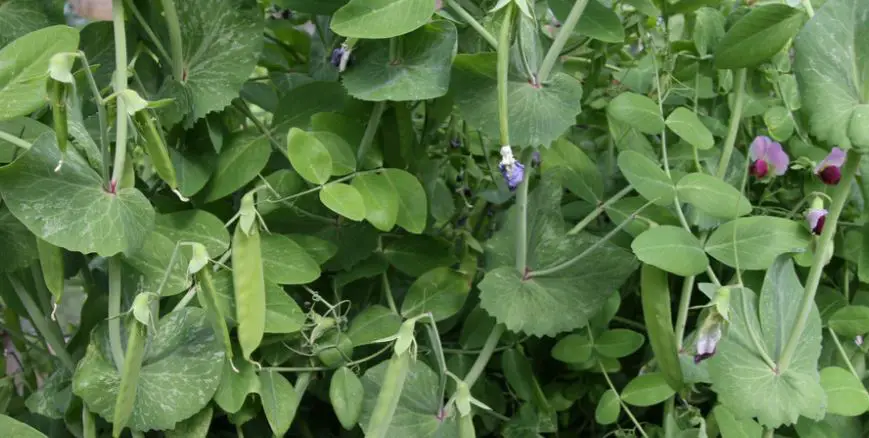 will pea plants grow back after deer eat them