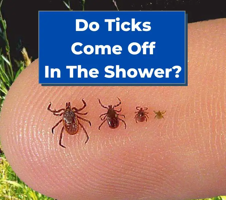 Do Ticks Come Off In The Shower