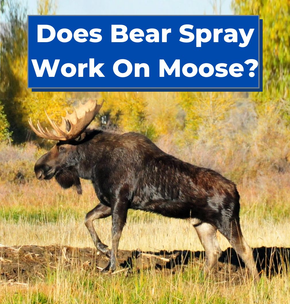 Does Bear Spray Work On Moose