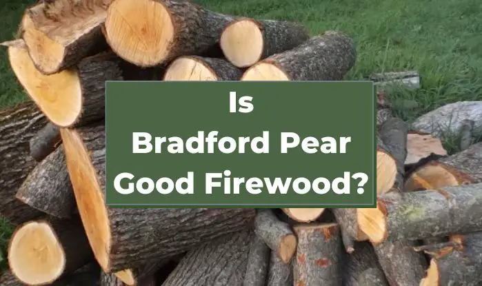 Is Bradford Pear Good Firewood