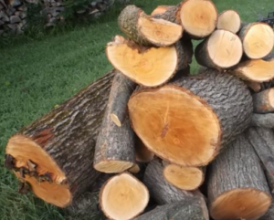 Is Bradford Pear Good Firewood? Yes, Here's Why