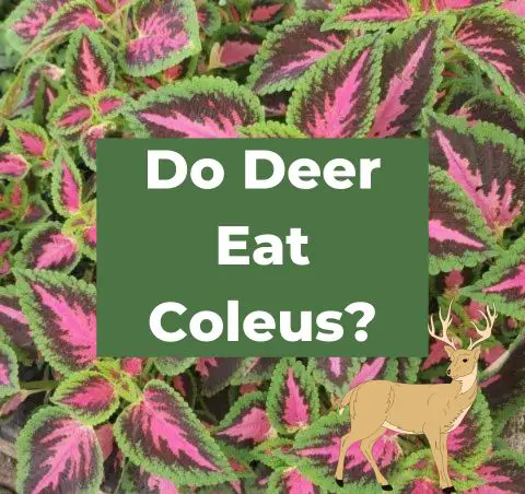 Do Deer Eat Coleus