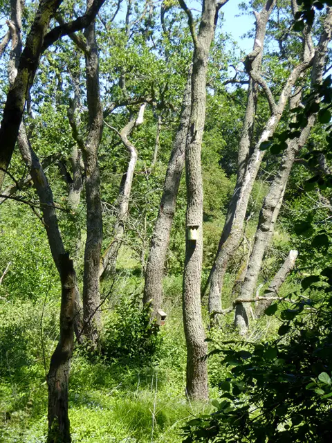 alder trees