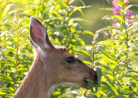 how to keep deer away from plants