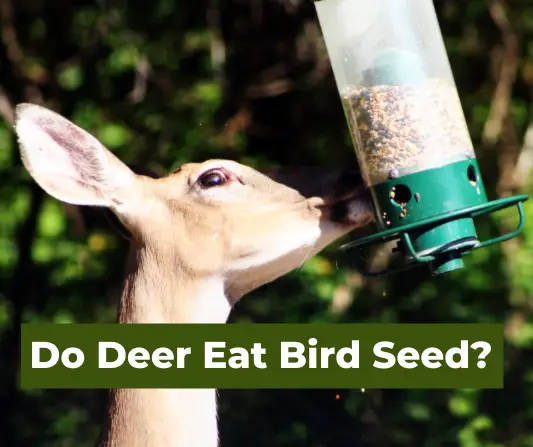 Do Deer Eat Bird Seed
