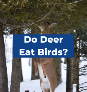 Do Deer Eat Birds? Yes They Do! - The Fun Outdoors