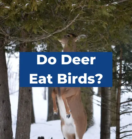 Do Deer Eat Birds