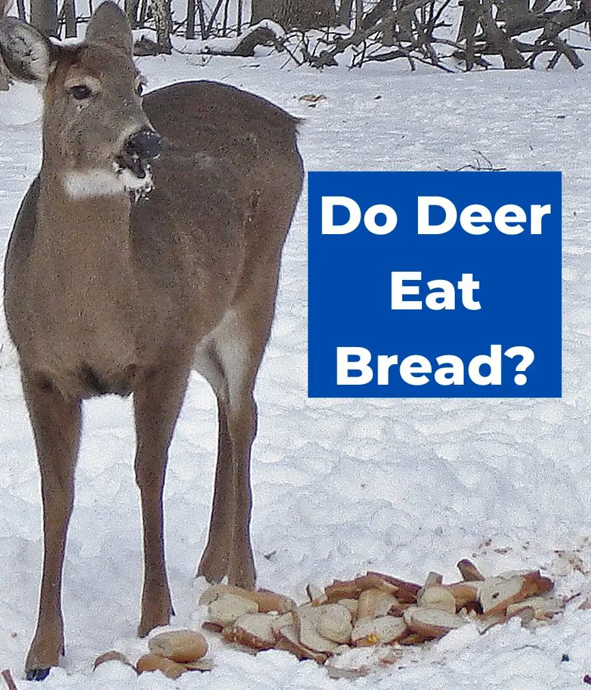 Do Deer Eat Bread