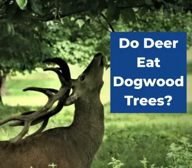Do Deer Eat Dogwood Trees