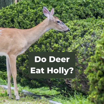 Do Deer Eat Holly