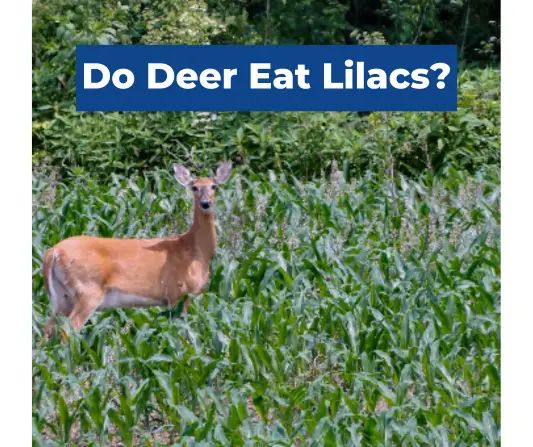 Do Deer Eat Lilacs