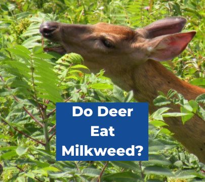 Do Deer Eat Milkweed